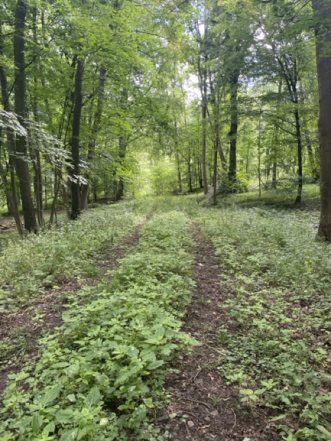 Hildesheimer Wald