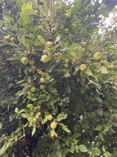 Ein Apfelbaum