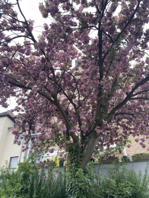 Blühender Baum