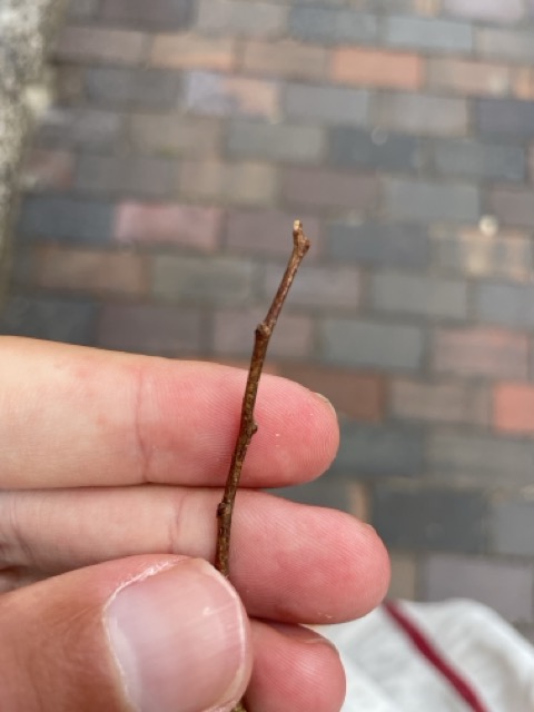 Fingernägel mit einem Ast sauber machen