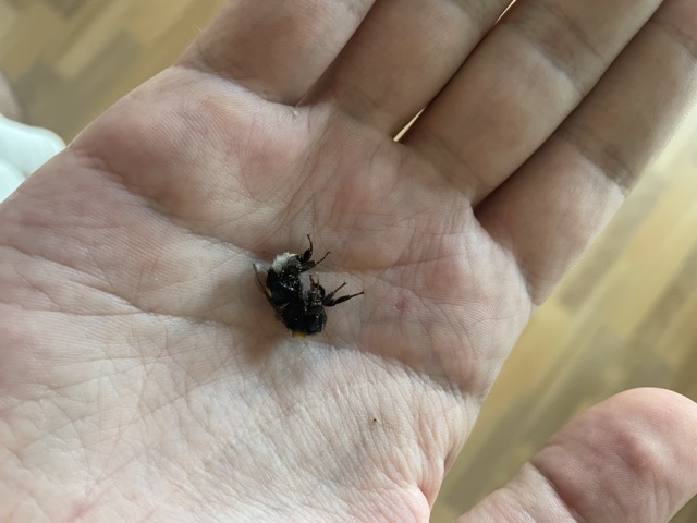 Hummel retten