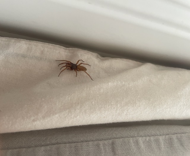 Jagdspinne im Haus