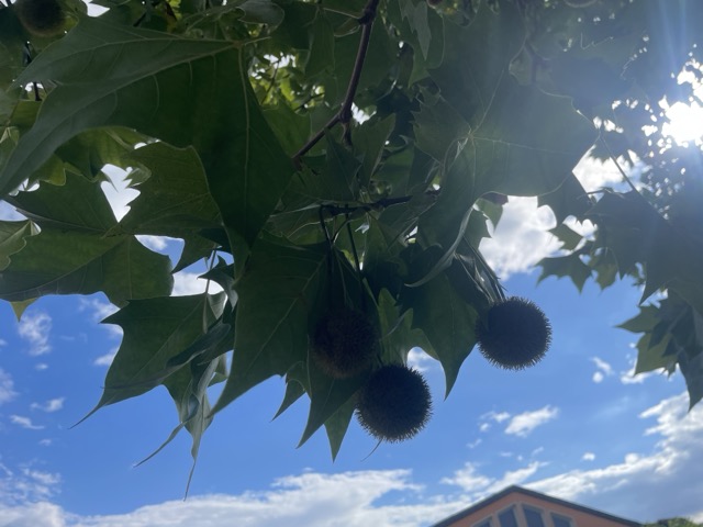 Ahornblättrige Platane