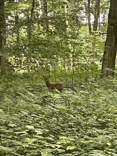 Reh im Wald