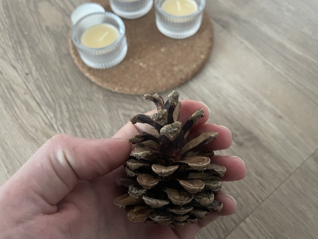 Tannenbaumzapfen gefunden