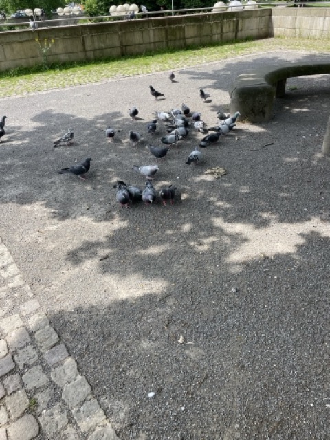 Taubenschwarm am Platz der Göttinger Sieben in Hannover