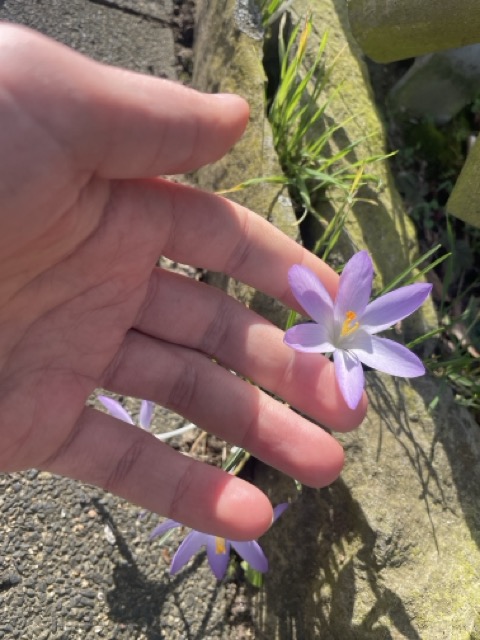 Eine unbekannte Blume