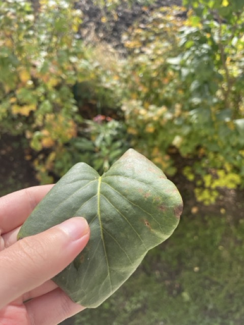 Zähne mit einem Blatt in der Natur putzen