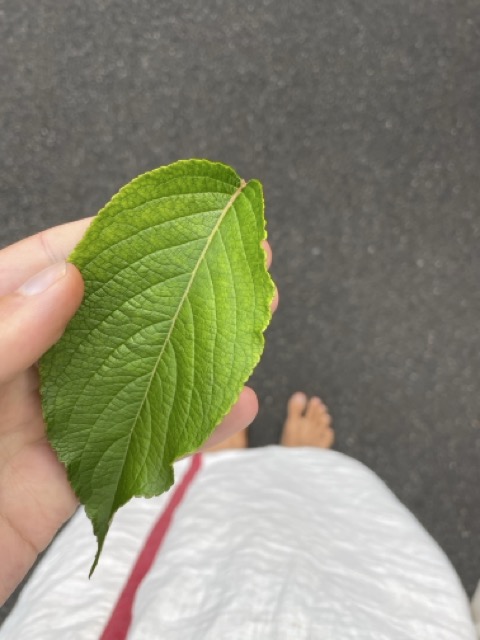 Kostenloses Zero-Waste Deo